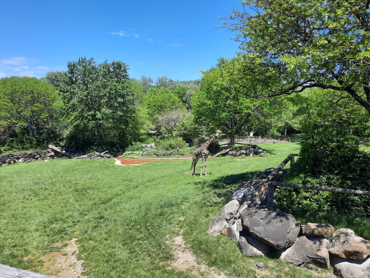 Summer on the Savanna