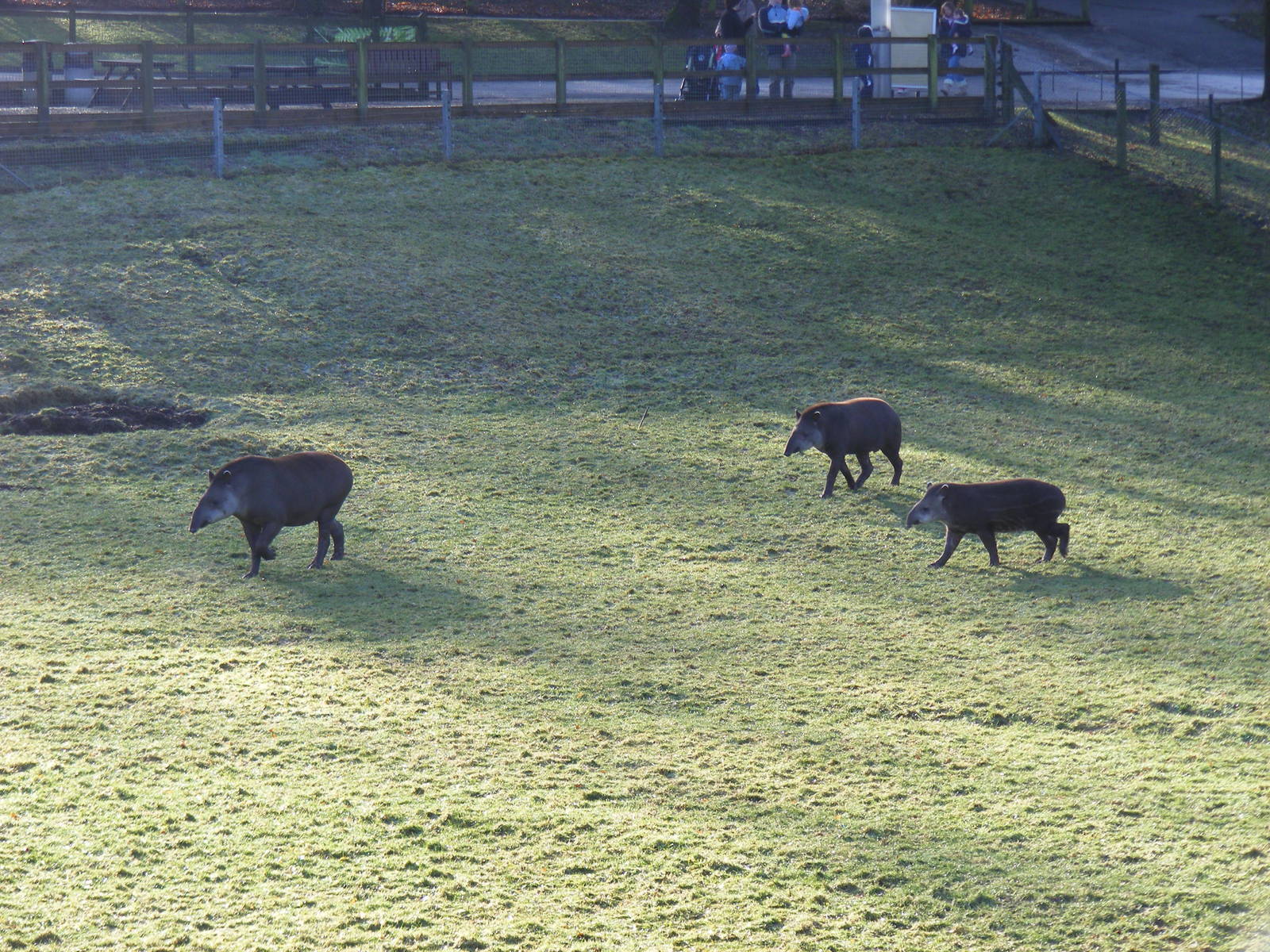 Summer, Rio and Ronaldo the Brazilian tapirs at Marwell Wildlife, 17 Januar
