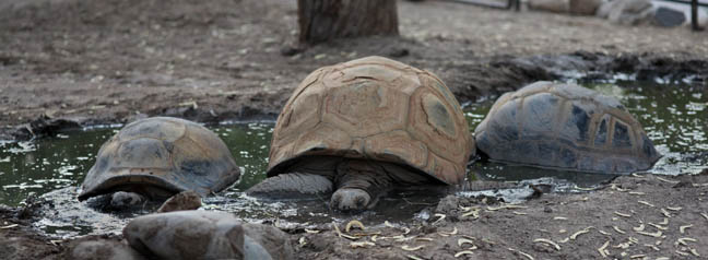 Summer Safari Nights, June 22, 2012