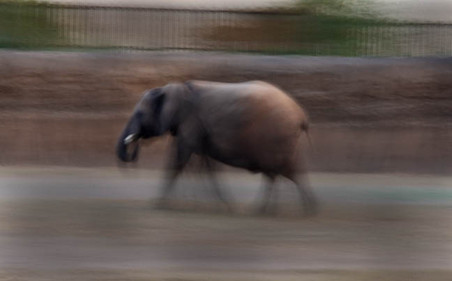 Summer Safari Nights, June 22, 2012