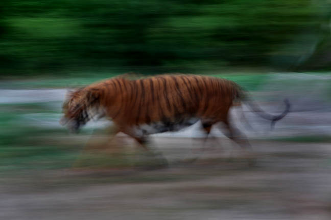 Summer Safari Nights, June 22, 2012