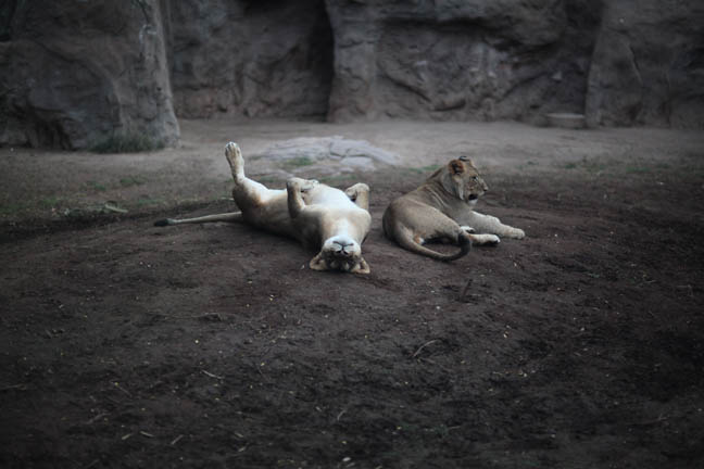 Summer Safari Nights, June 22, 2012