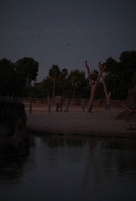 Summer Safari Nights, June 22, 2012