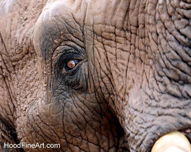 Summer Safari Nights