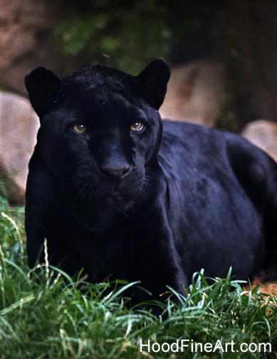 Summer Safari Nights