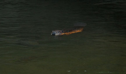 summer Saturday nights