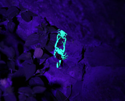 summer Saturday nights