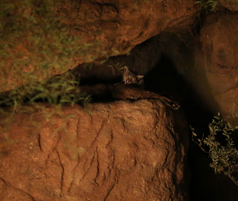 Summer Saturday Nights