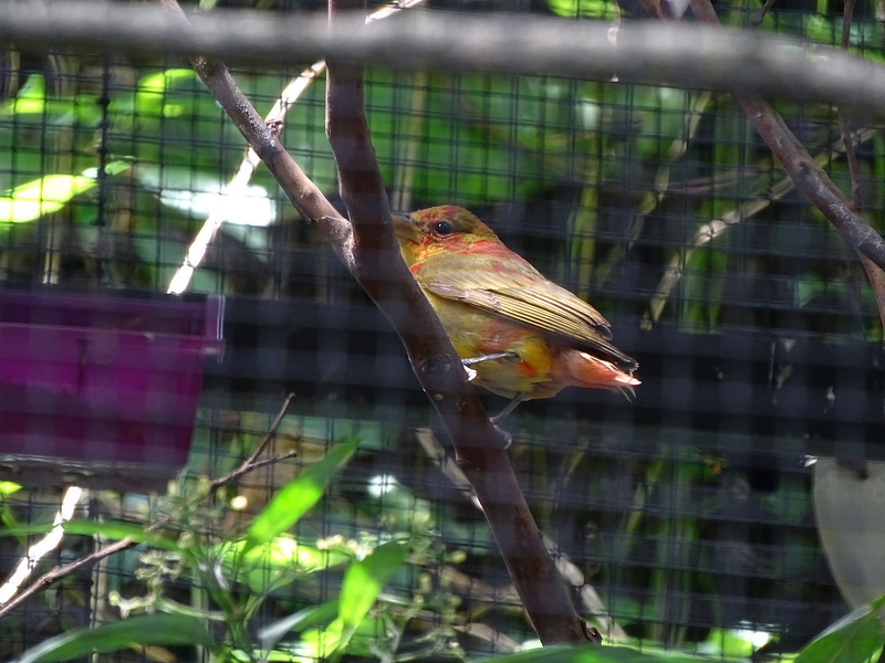 Summer Tanager (Piranga rubra), San Jose Zoo