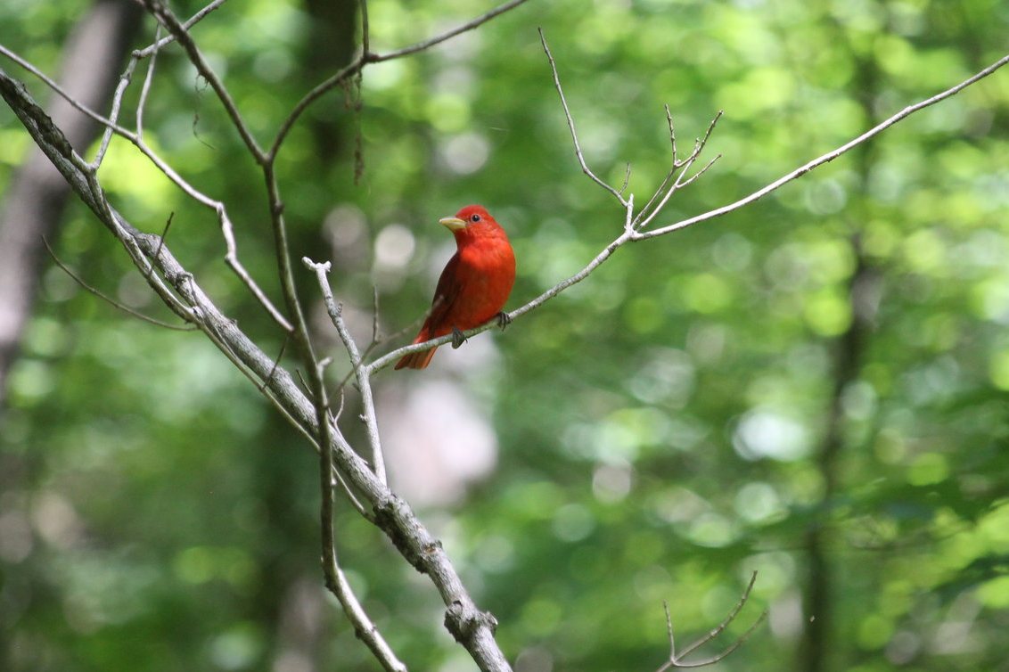 Summer Tanager (Piranga rubra)