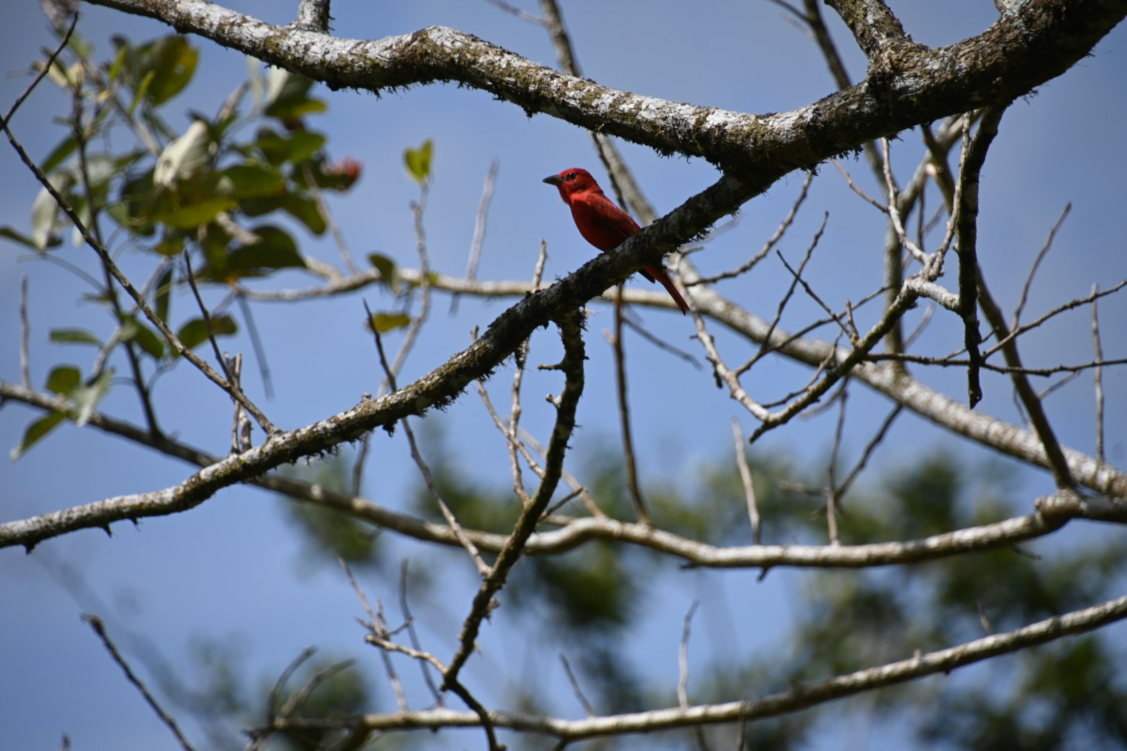 Summer tanager (Piranga rubra)