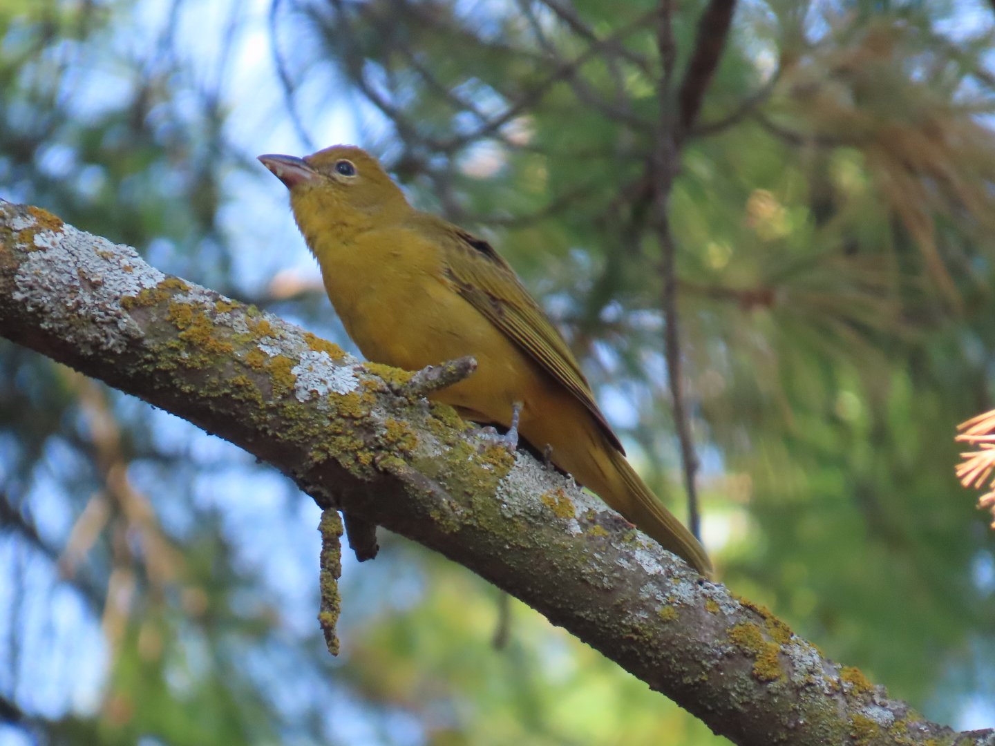 Summer Tanager (Piranga rubra)
