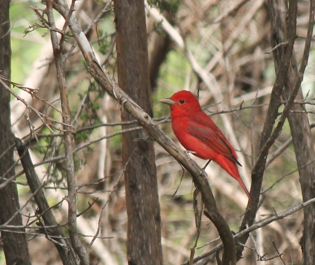 Summer Tanager
