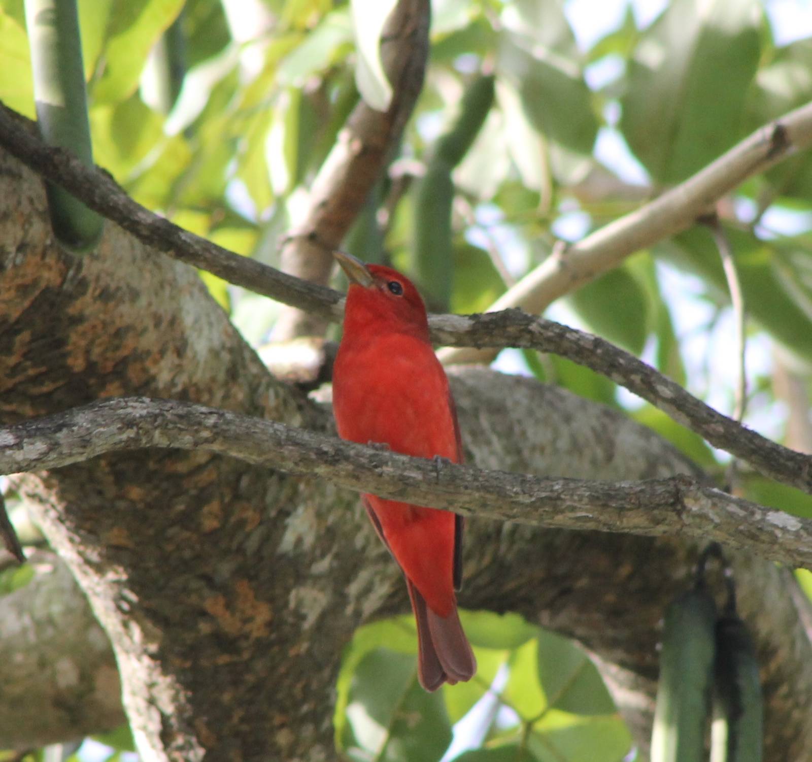 Summer tanager