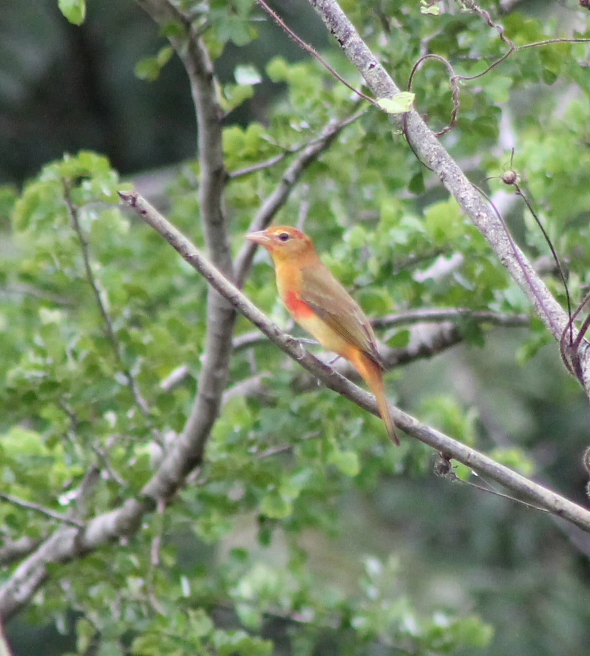 Summer tanager