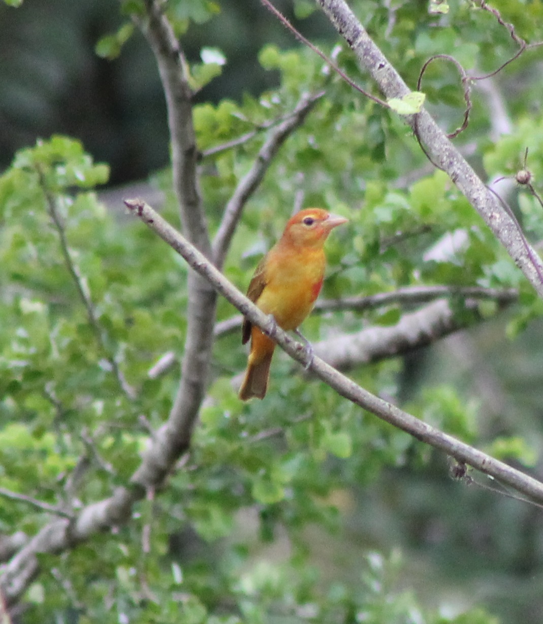 Summer tanager