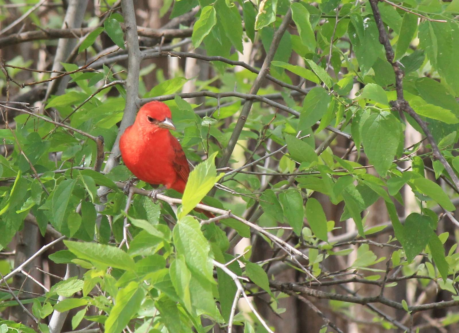 Summer Tanager