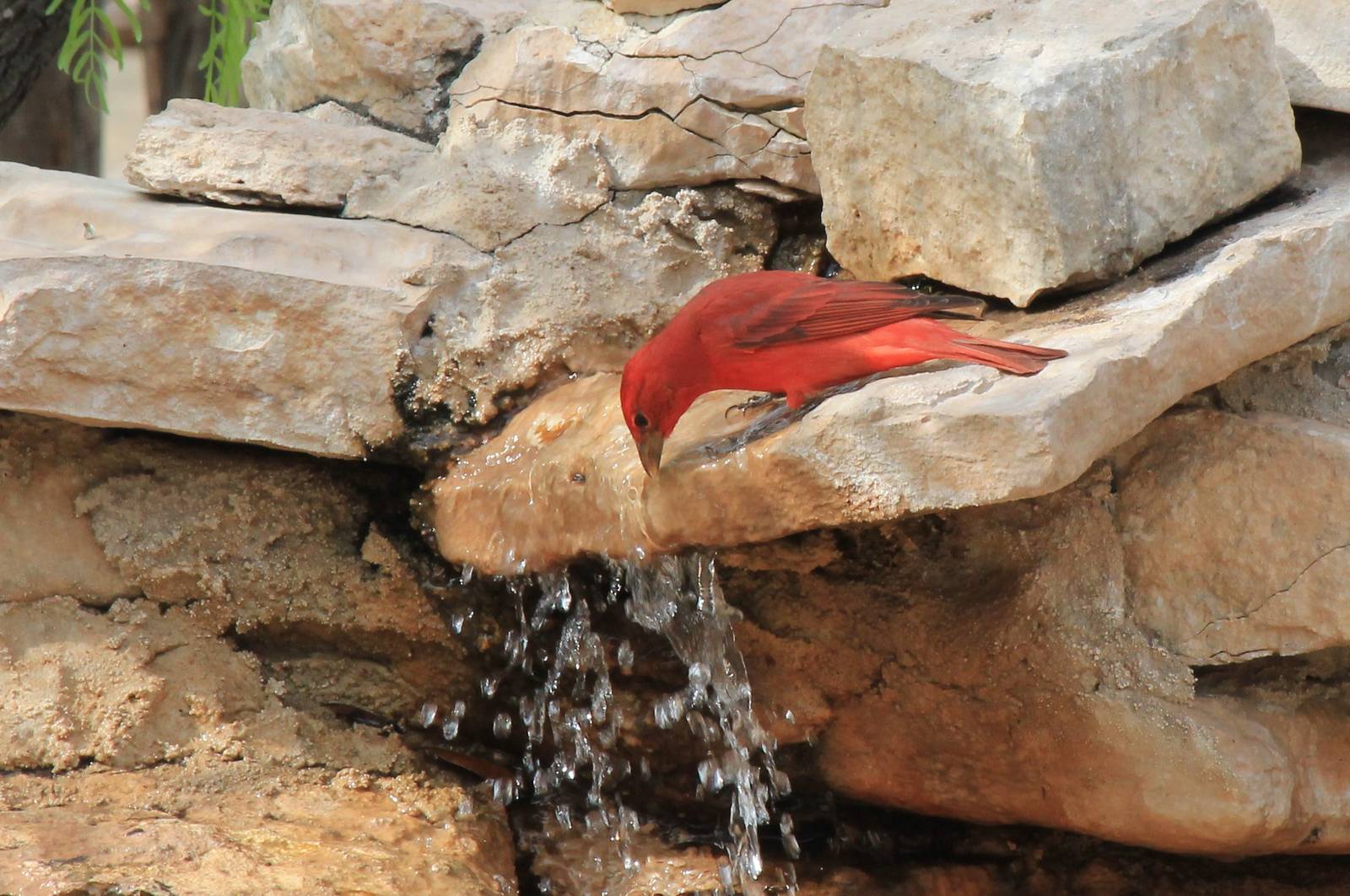 Summer Tanager