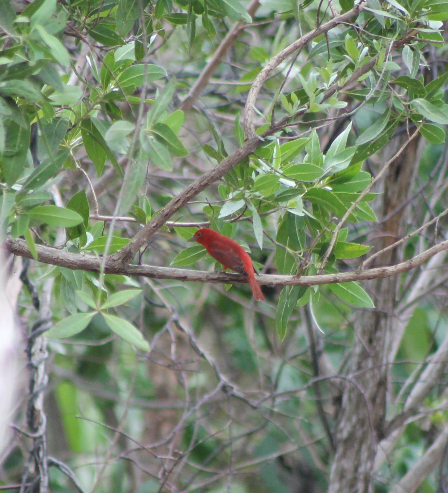 Summer tanager