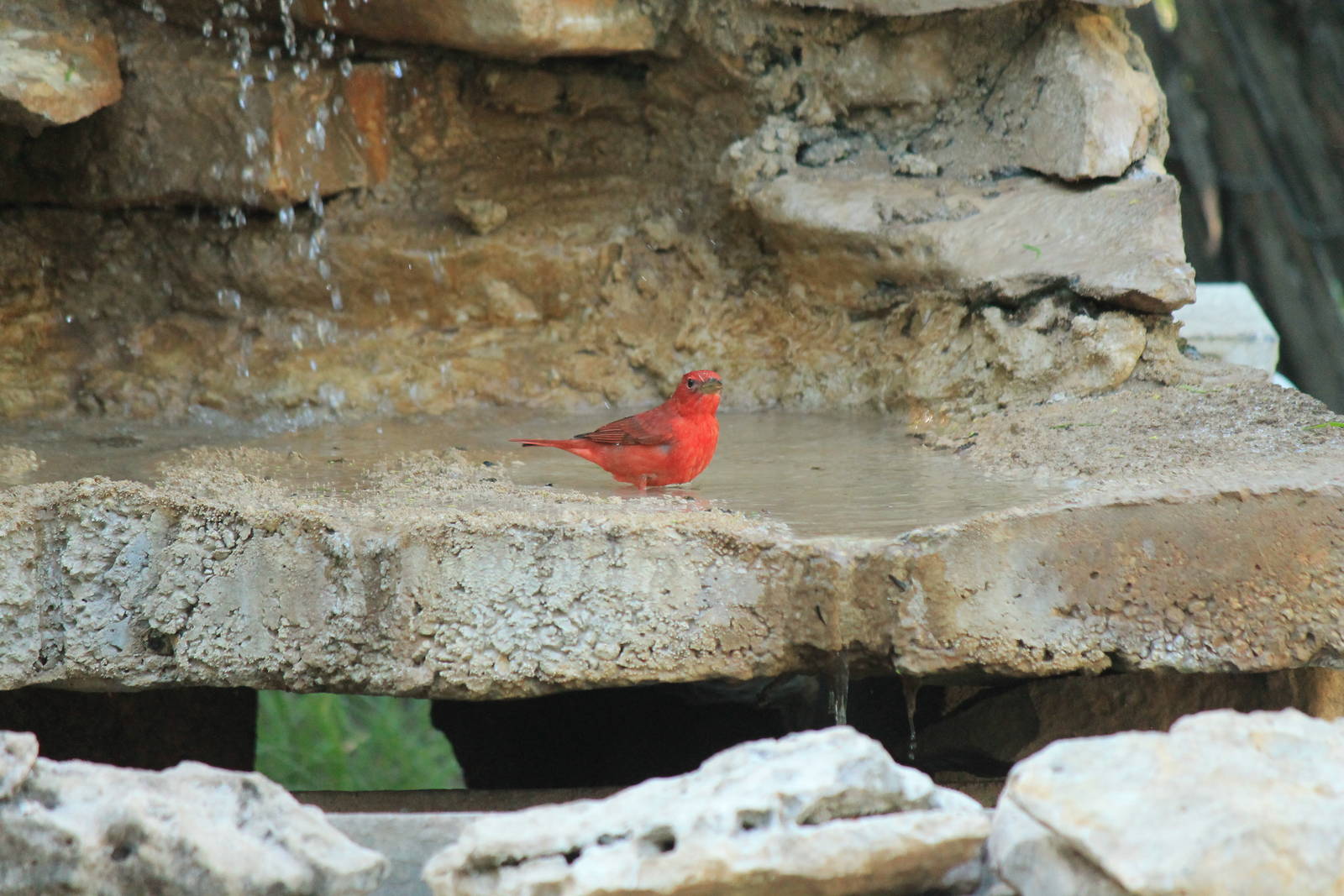 Summer Tanager