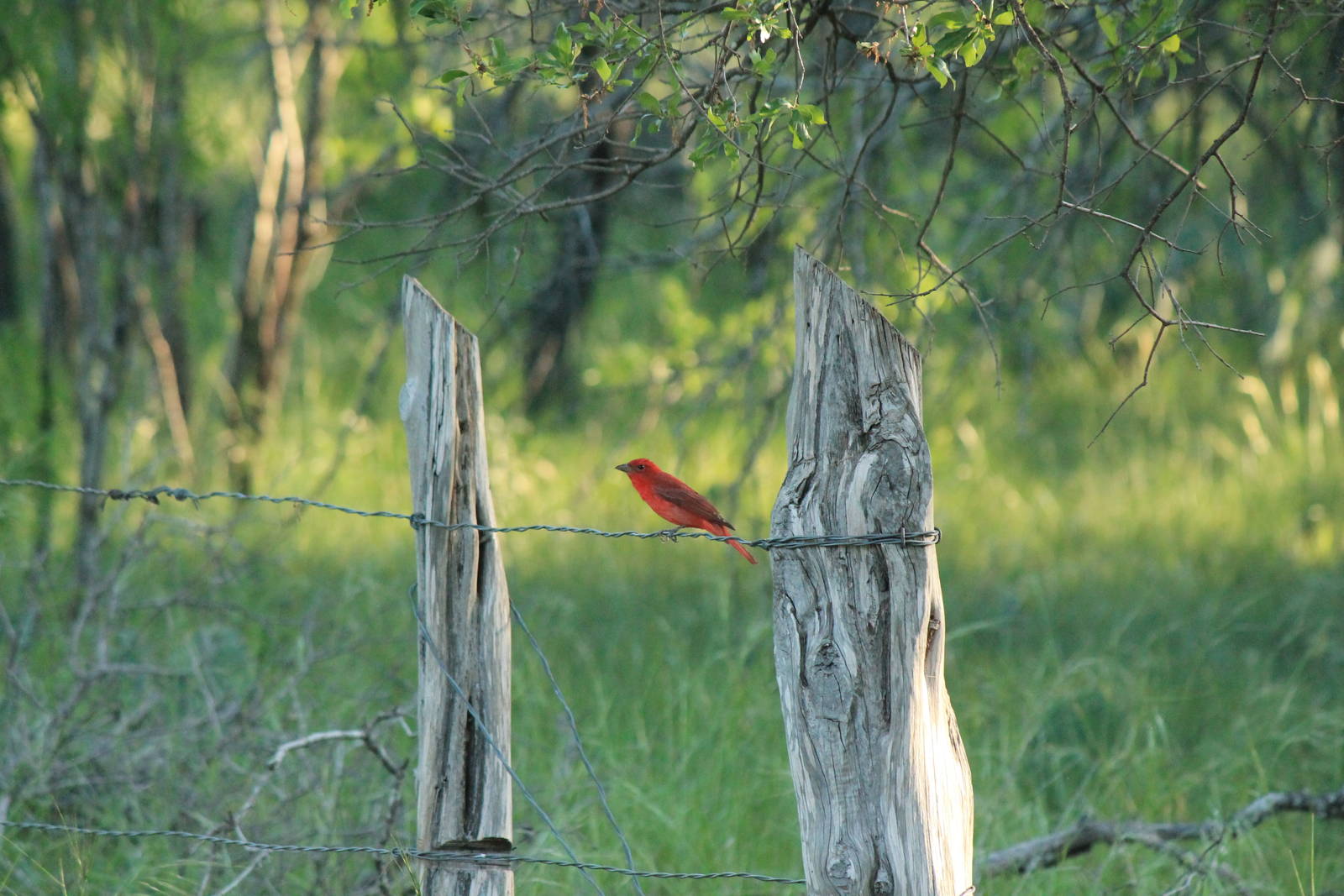 Summer Tanager