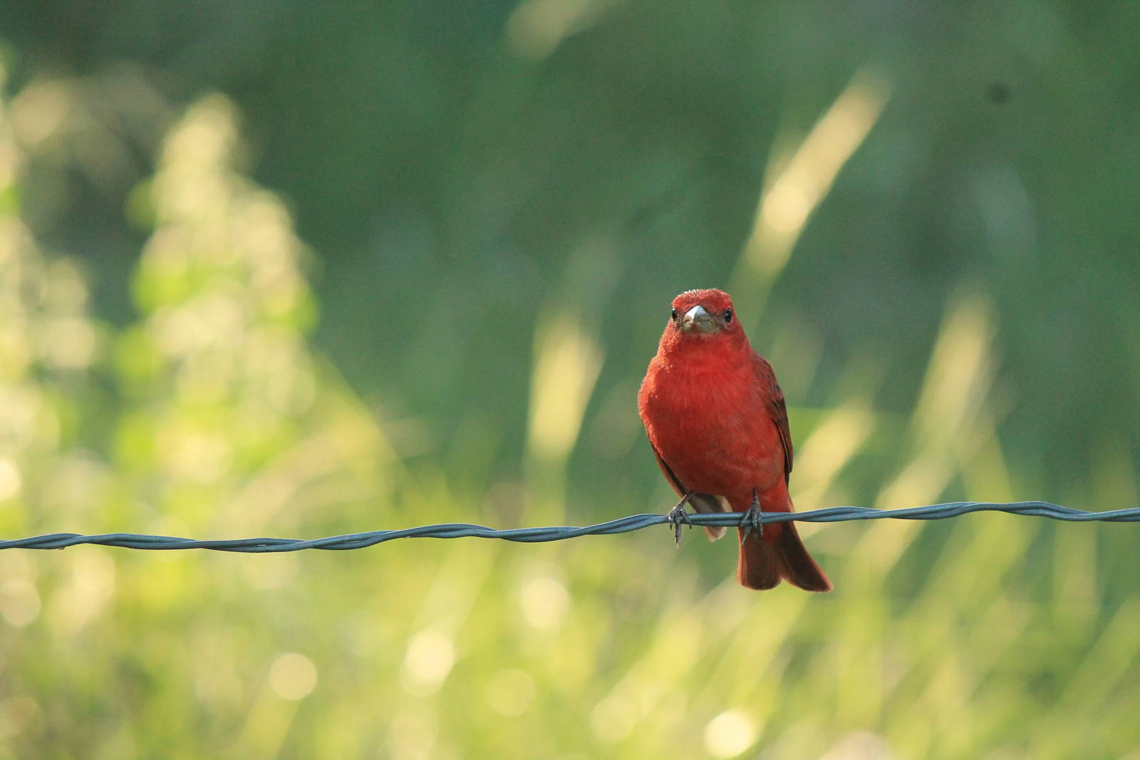 Summer Tanager