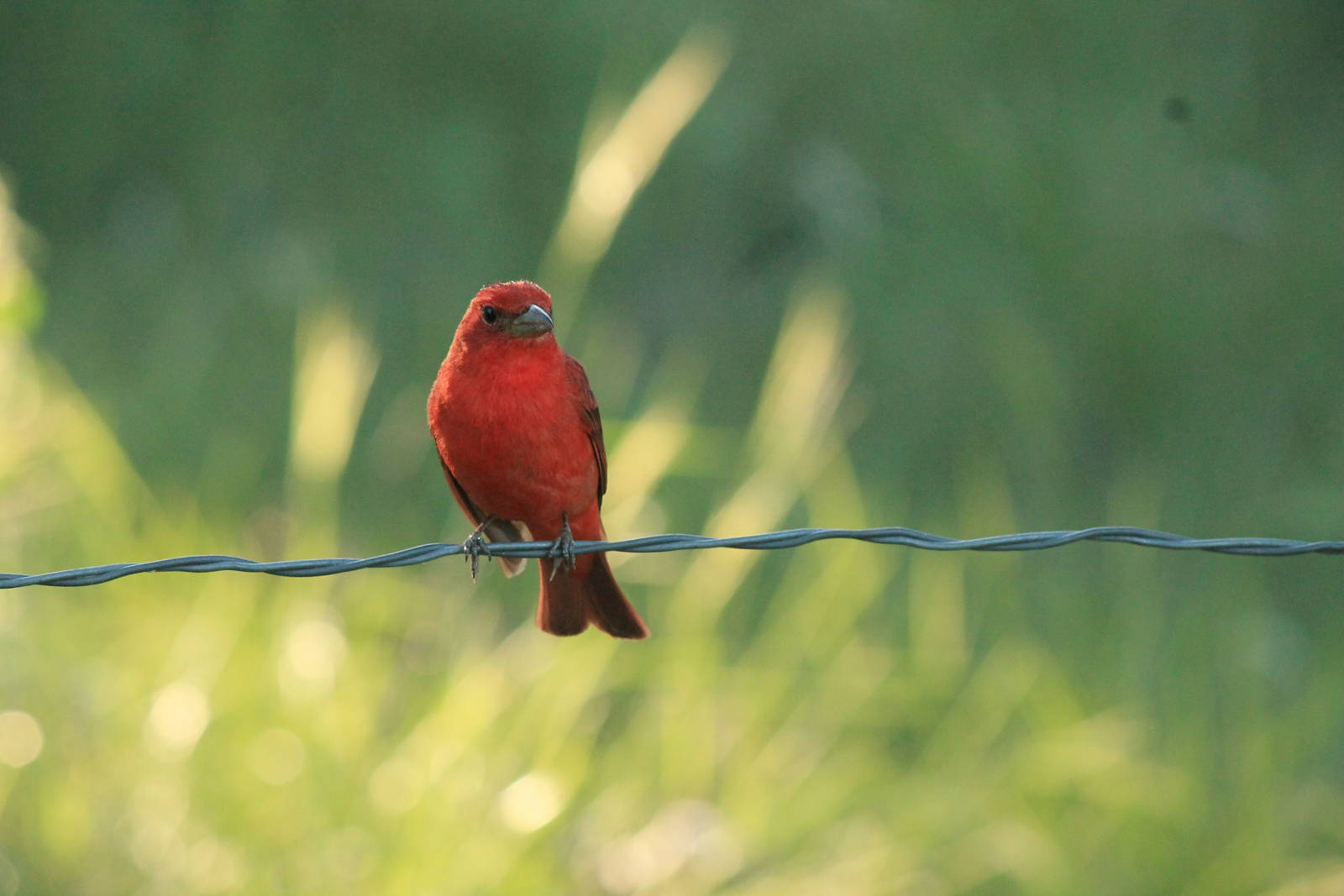 Summer Tanager
