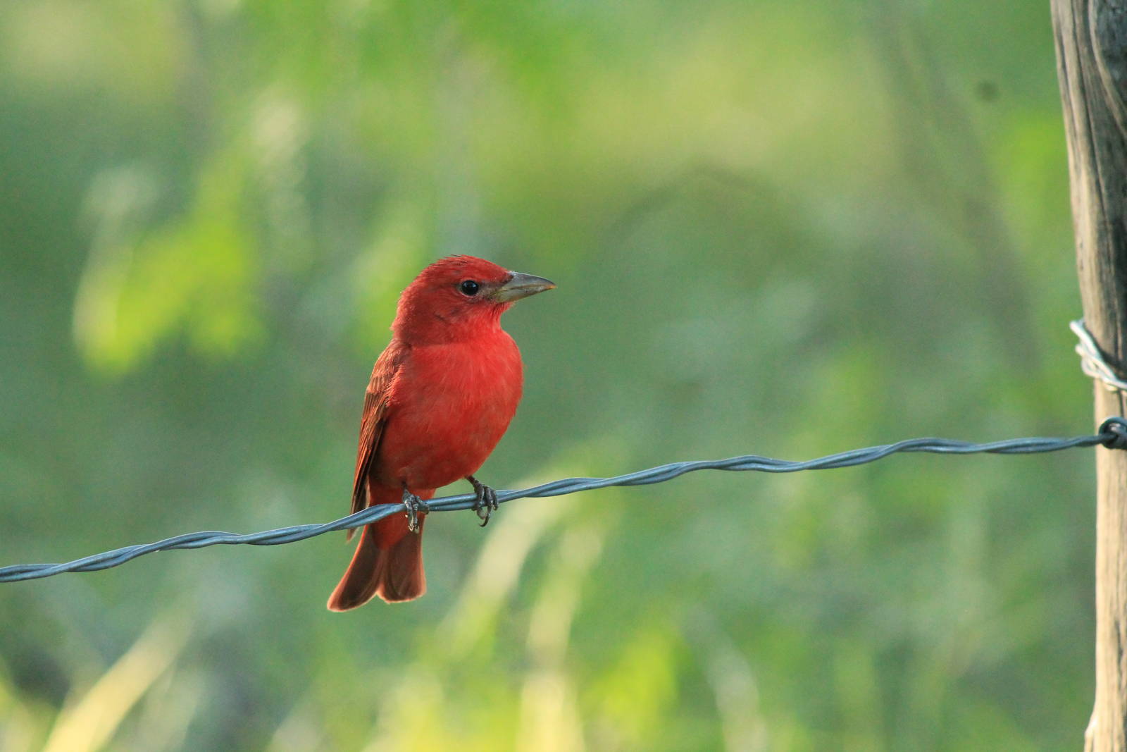 Summer Tanager
