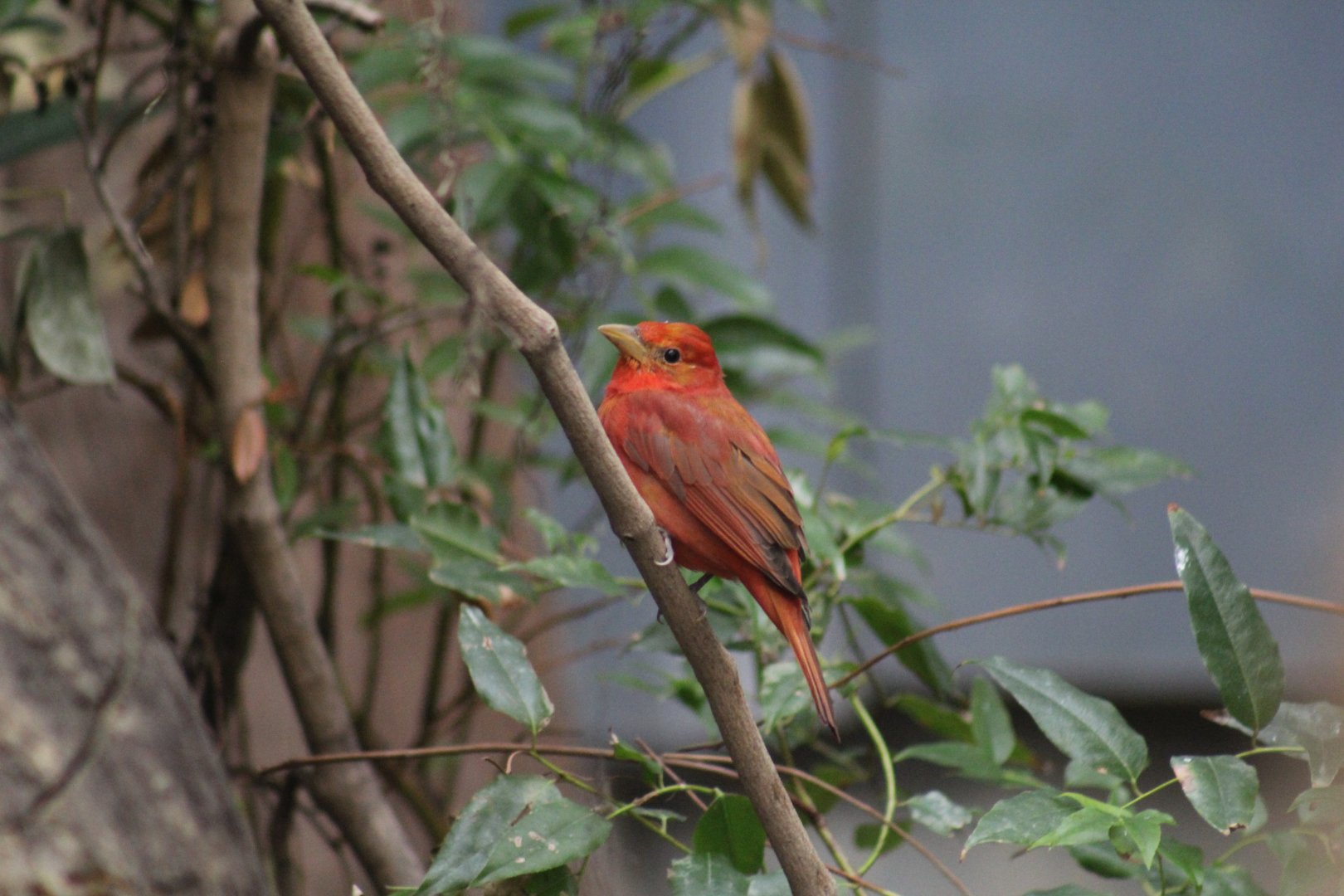 Summer Tanager
