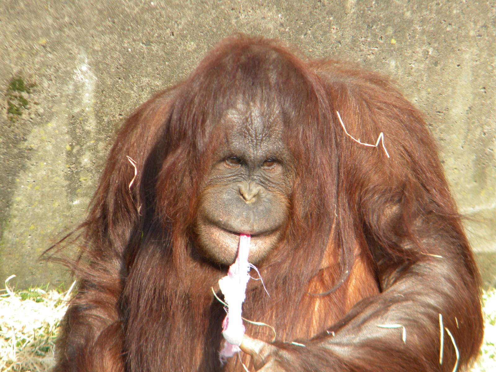 Summer the Bornean Orangutan at Blackpool Zoo 27th March 2011