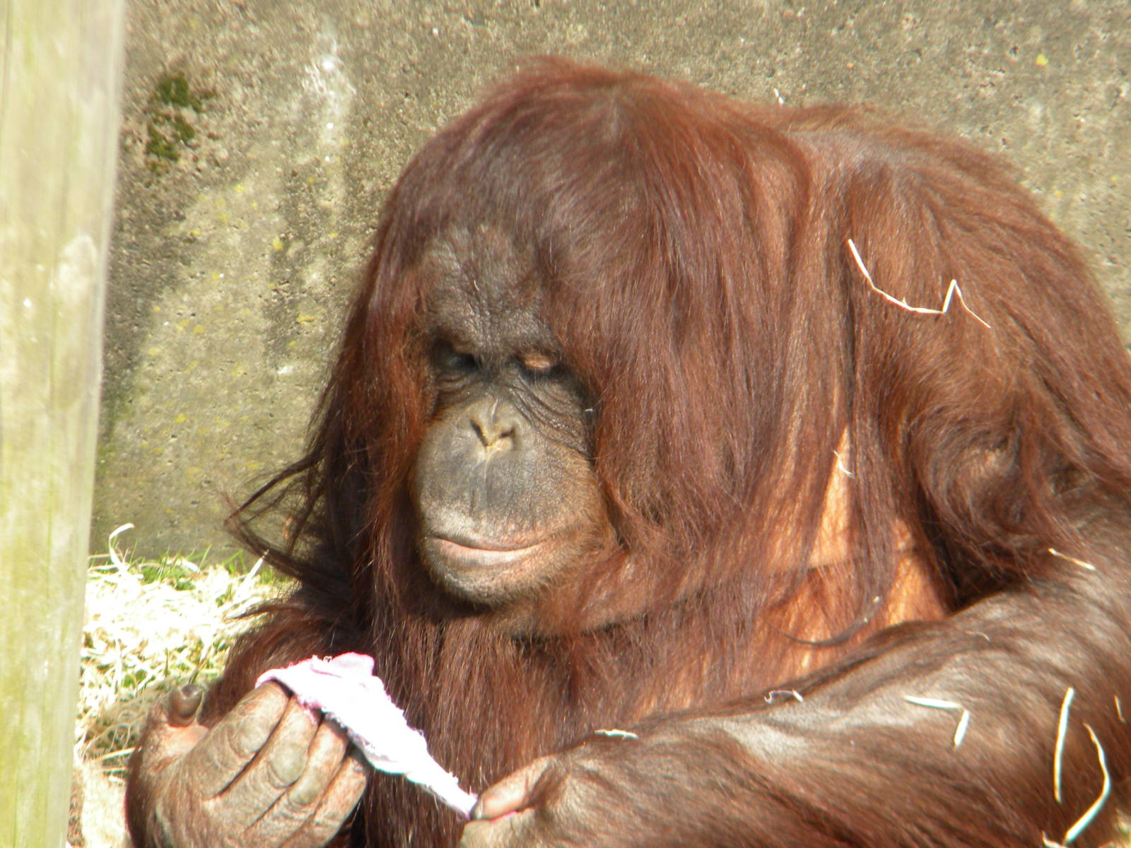 Summer the Bornean Orangutan at Blackpool Zoo 27th March 2011