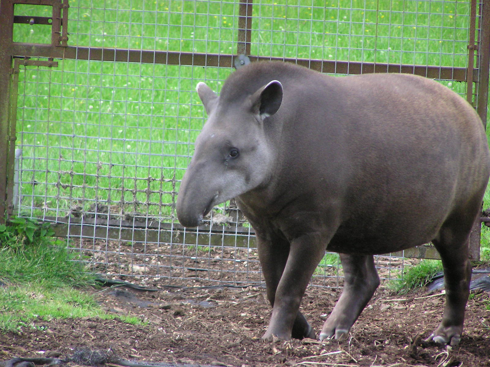 Summer the Brazillian Tapir