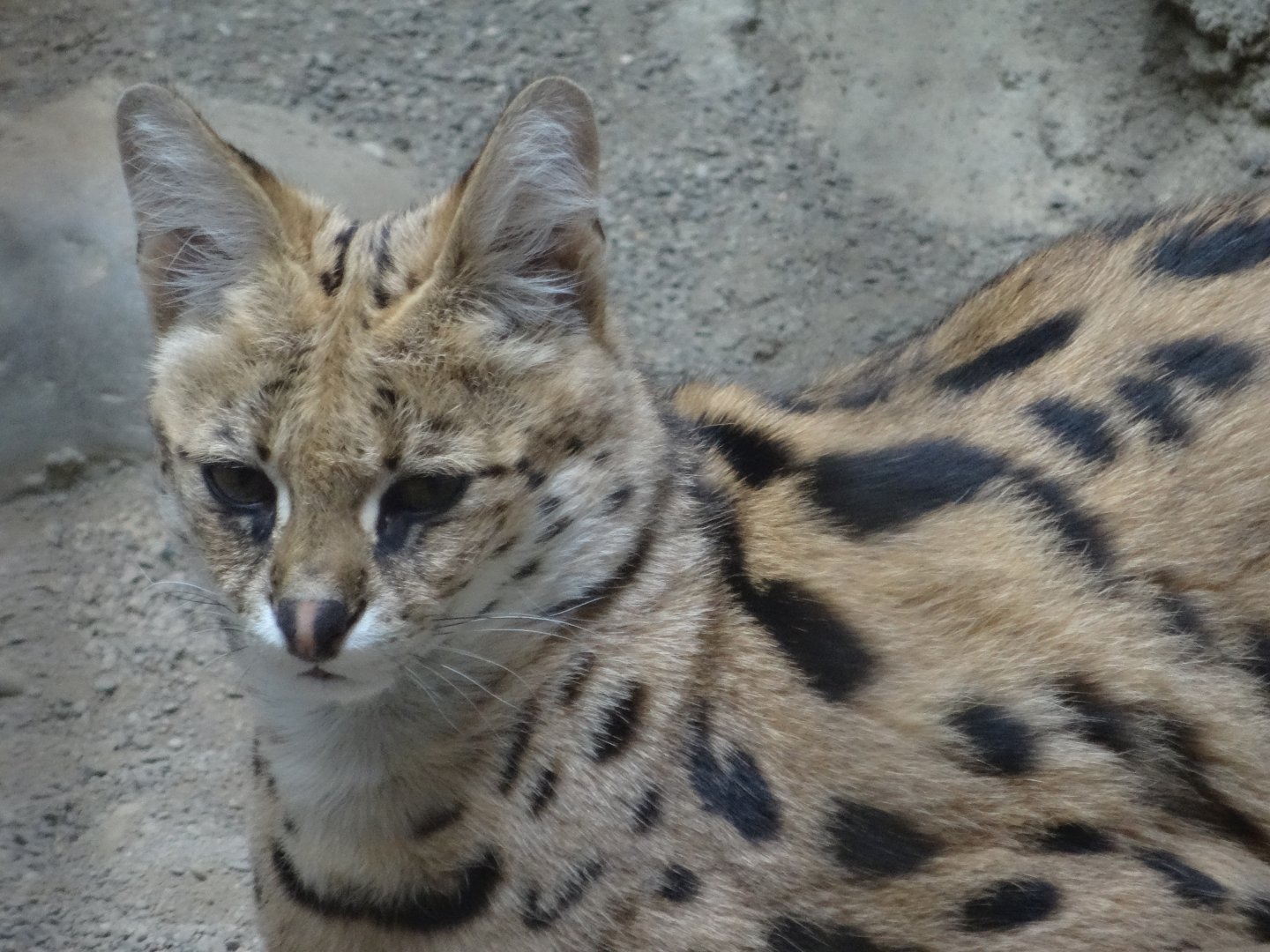 "Summer" the Serval