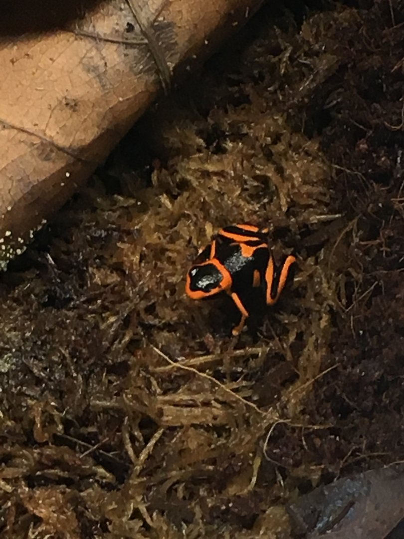 Summers' poison frog 060917