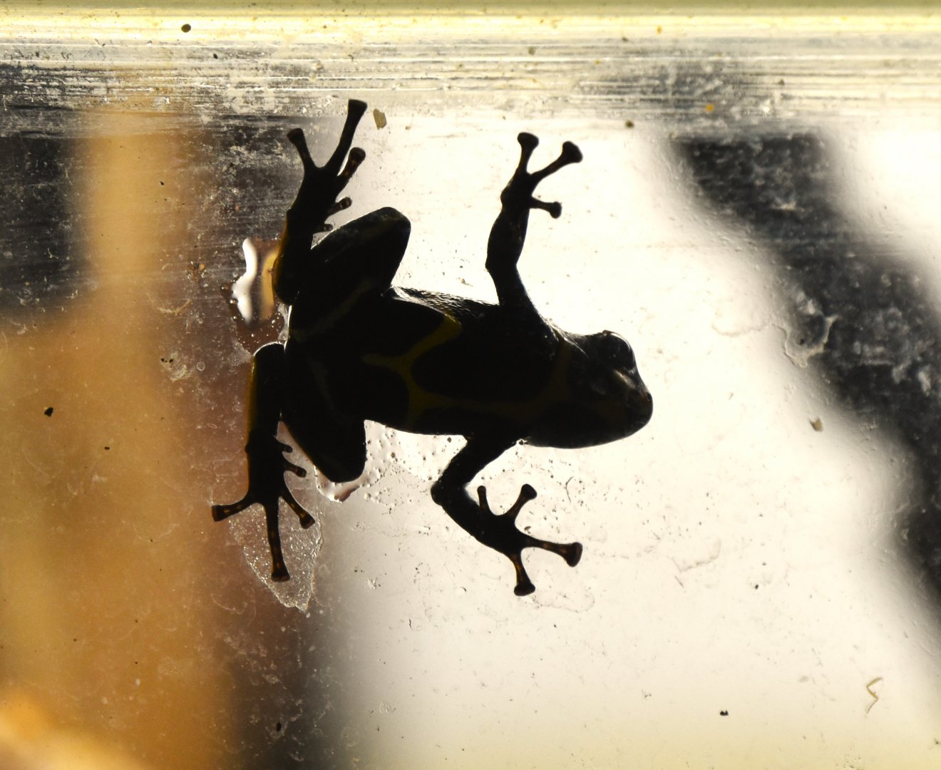 Summers' poison frog, Ranitomeya summersi