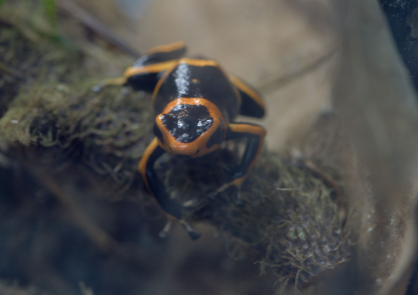 Summers' poison frog