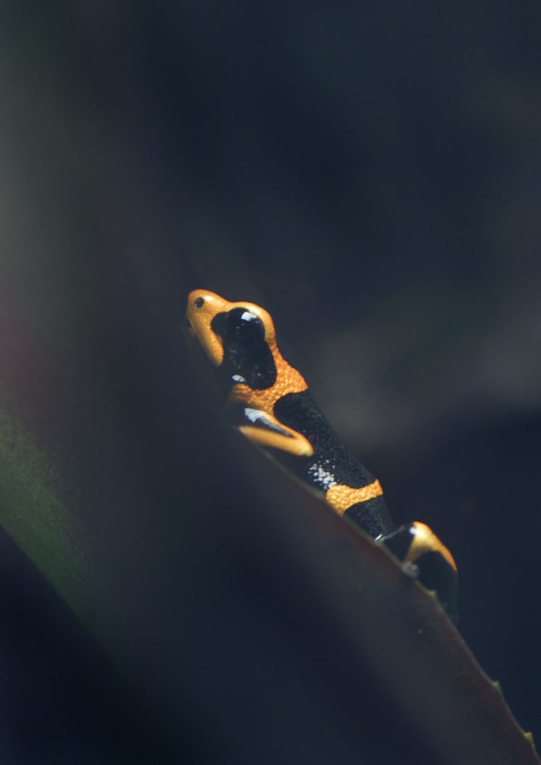 Summers' poison frog