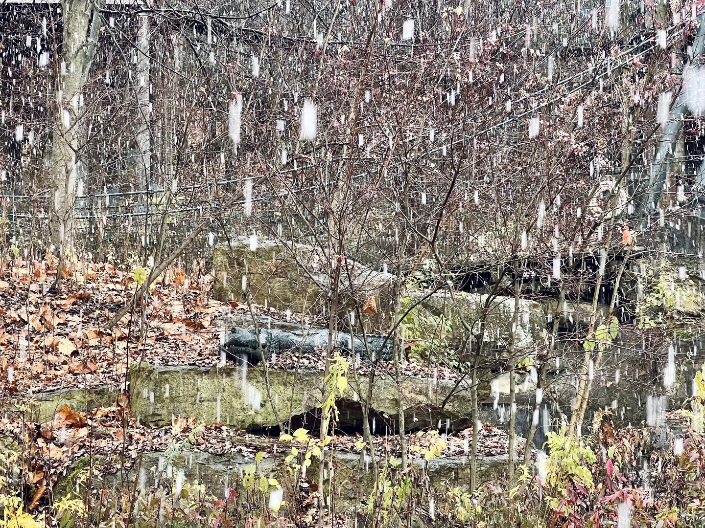 Summertime Alligator Exhibit?