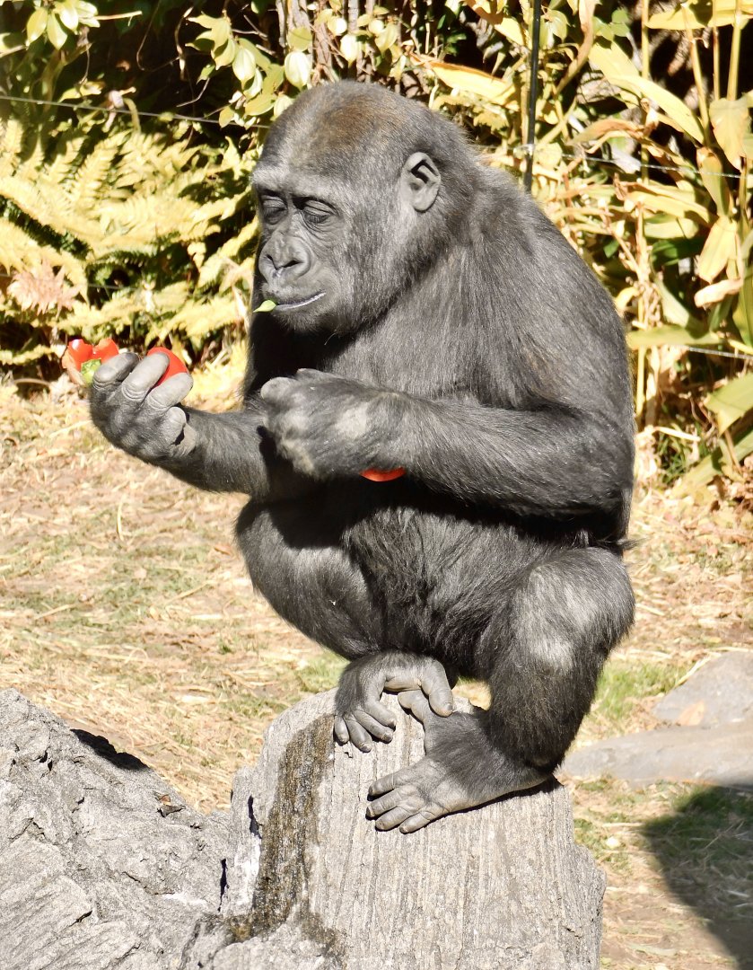 Sumomo the Young Western Lowland Gorilla (Gorilla gorilla gorilla) February 23, 2025