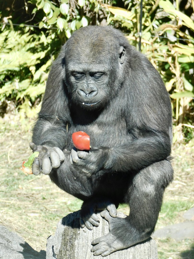 Sumomo the Young Western Lowland Gorilla (Gorilla gorilla gorilla) February 23, 2025