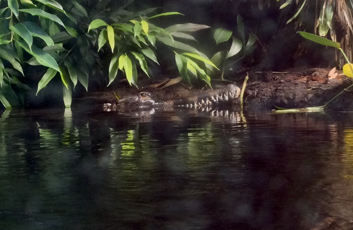 Sumpit - Female False Gharial Snout