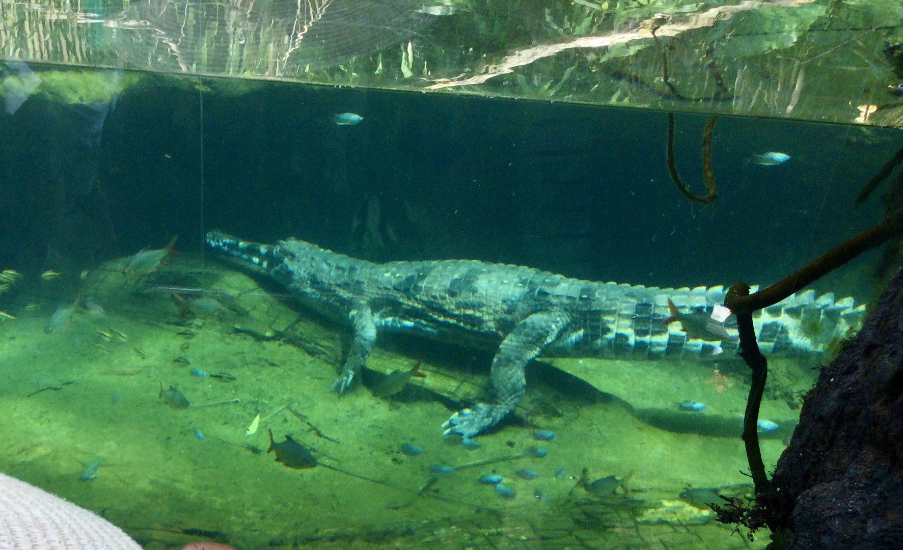 Sumpit (female False gharial)