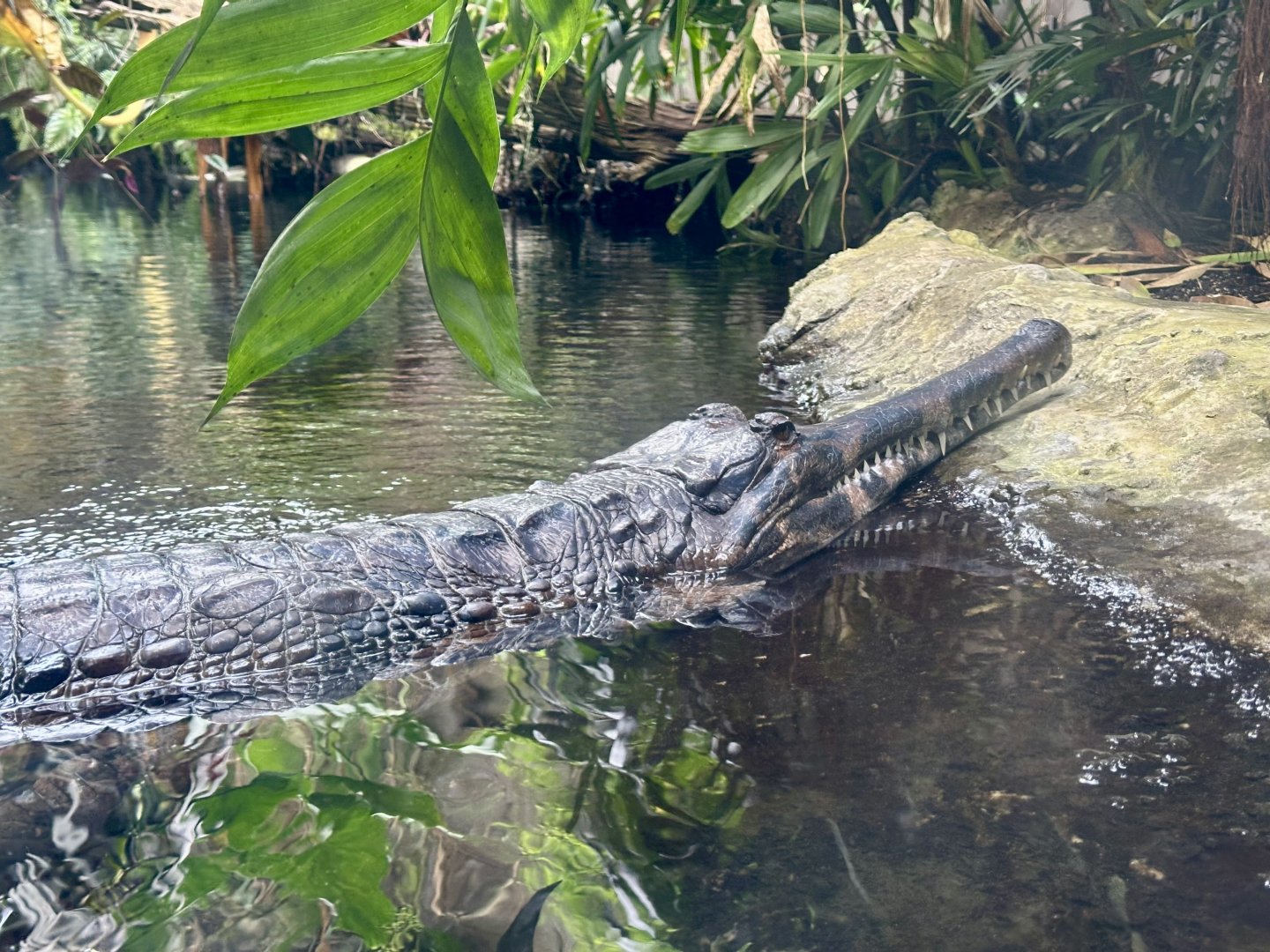 Sumpit (Female False Gharial)
