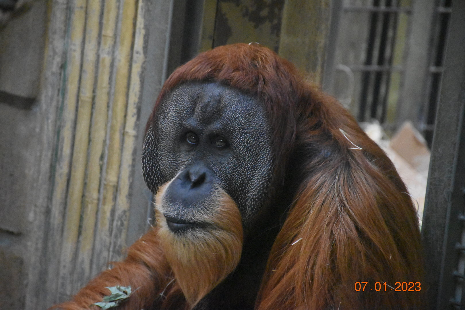Sumtaran orangutan