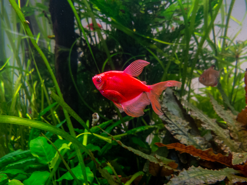 Sumy / Puntigrus cf. tetrazona