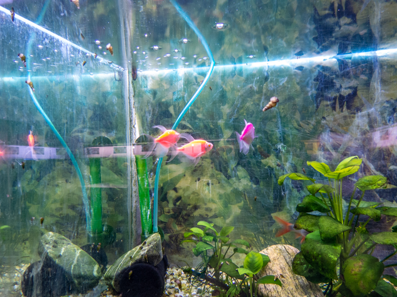 Sumy (Puntigrus tetrazona)