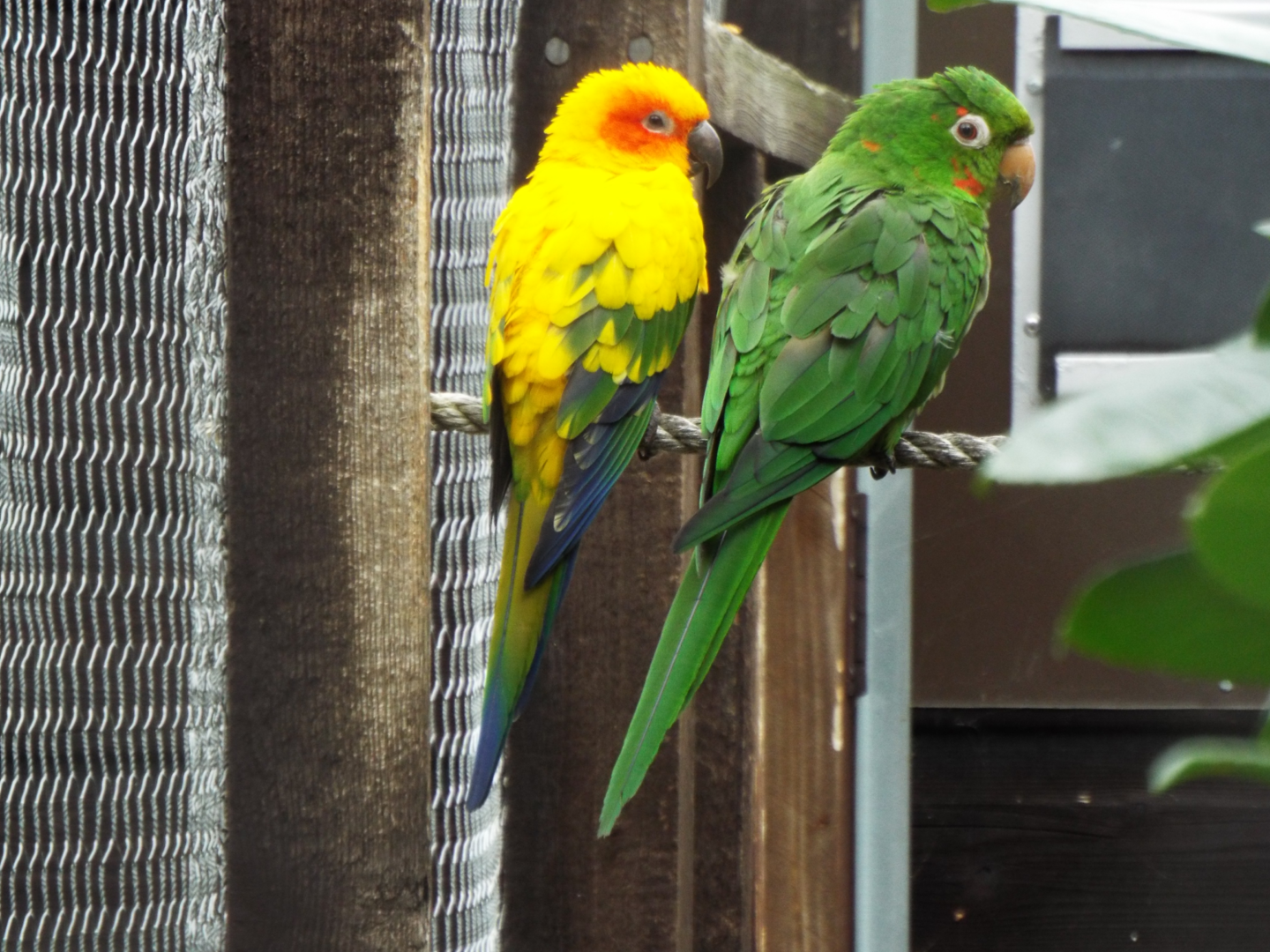 Sun and Cuban Conure, Hamerton