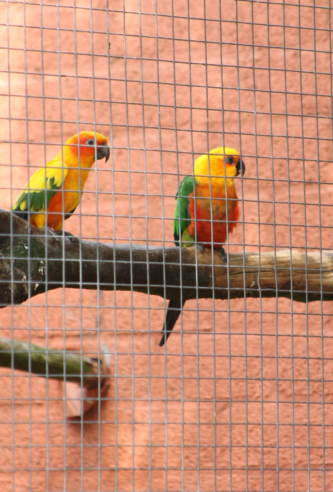 Sun and Jandaya parakeet