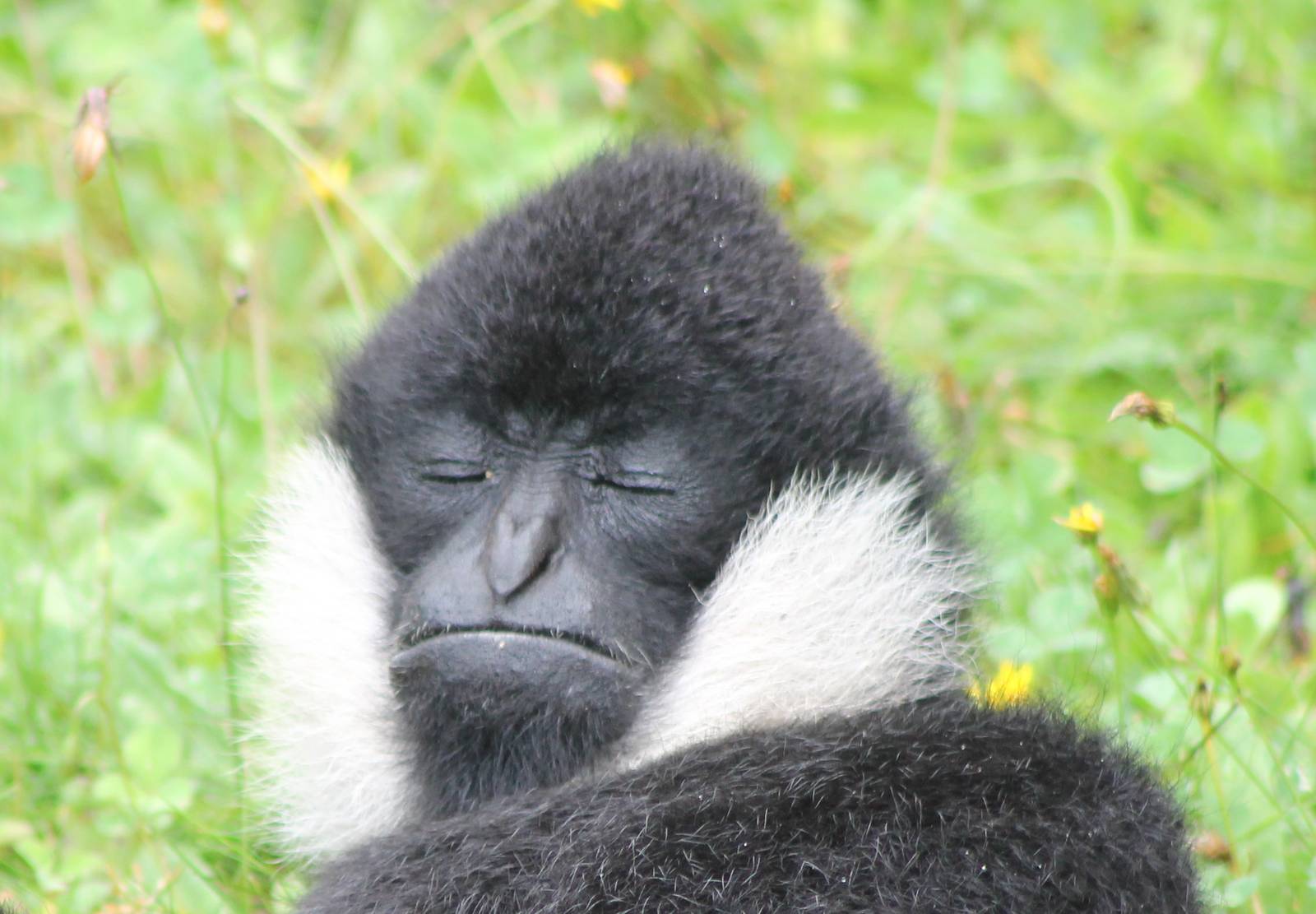 sun-bathing gibbon