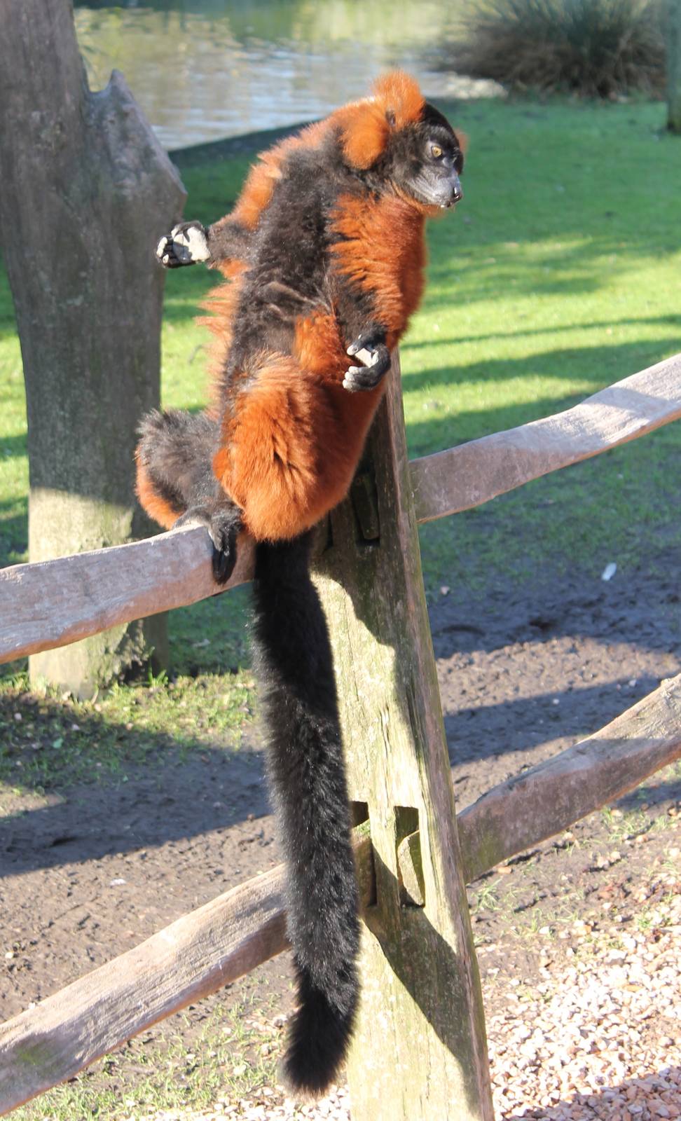 Sun-bathing Red ruffed lemur